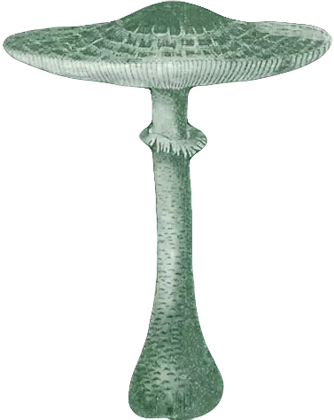 décor champignon